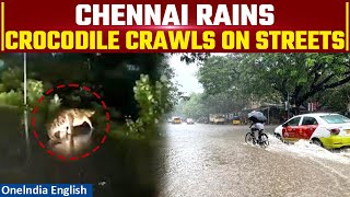 Cyclone Michaung Viral Video Shows Crocodile Roaming On Tamil Nadu Streets Amid Heavy Rainfall [upl. by Haisi]