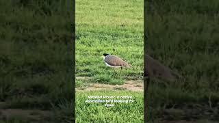 Masked Plover a native Australian bird [upl. by Araihc]