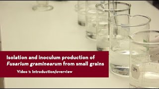 Isolation and inoculum production of Fusarium graminearum from small grains [upl. by Keary]