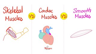 Types of Muscles 💪 Comparison  Skeletal 💀 vs Cardiac ❤️ vs Smooth 🤮 muscles  Anatomy amp Physio [upl. by Elleirua524]