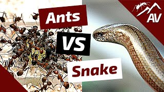 Camponotus ANTS VS SNAKE [upl. by Ennovahc6]