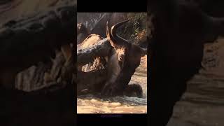 Crocodile Attacks Wildebeests 🐊🦓 shorts wildlife trendingnow [upl. by Pacien]