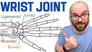 Anatomy of the Wrist Radiocarpal Joint  Bones Ligaments and Muscles [upl. by Ina]