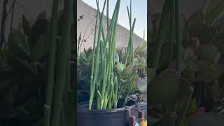 CHIVES ARE GROWING WILD GROWINGCHIVES CHIVEPLANTS JENITASBFWELLWISHESGARDENING GARDENSPADAY [upl. by Ludmilla237]