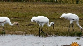 Nature Whooping Cranes [upl. by Rebm]