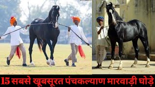 Top 15 Best Black Punchkalyan Marwari Stallions Of India [upl. by Dranrev]