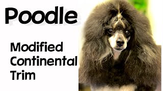 Poodle Grooming The Modified Continental Trim [upl. by Euf748]