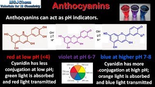 B9 Anthocyanins HL [upl. by Mcmahon]