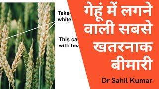 Take all।wheat disease। difference between fussarium head blight and take all disease in wheat। [upl. by Natek]