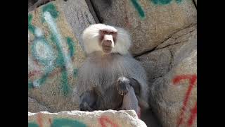 hamadryas baboon sounds [upl. by Dygert]