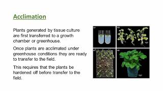 Regeneration methods of plants in culture by The Pool of Science [upl. by Eimerej]