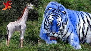 Top 5 Animals With Extremely Unique Color Mutations Animals That Are The Wrong Color [upl. by Erna]