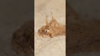 Horned Desert Viper [upl. by Miharbi]