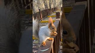 Adorable chipmunk spots human with foods so cute 😍 [upl. by Catriona771]