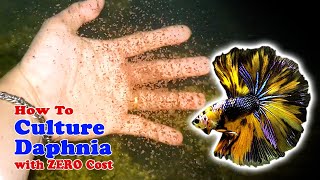 How to Culture Daphnia with ZERO Cost  Unlimited Live Food For Our Fish [upl. by Aztilem68]