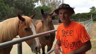 Melaleuca Tree Pruning with Gary Walker The Tree Whisperer [upl. by Syxela]