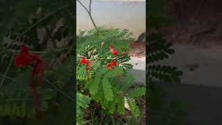 Caesalpinia pulcherrima flowers [upl. by Kind50]