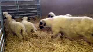 Valais blacknose sheep first snow [upl. by Slerahc377]