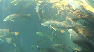 Fish Bowl in Homosassa Springs Florida Underwater Observatory [upl. by Sinnej]