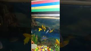 Cichlid fish feeding videocichlids fishfeeding aquariumfish [upl. by Alecram459]