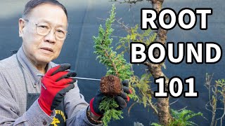 Bonsai For Beginners 3 What is root bound When should I repot [upl. by Phalan]