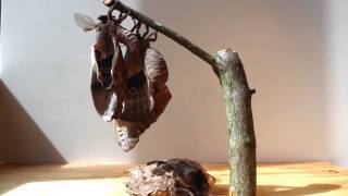 Polyphemus Moths Hatching TImeLapse [upl. by Arehsat]