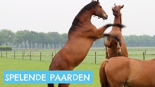 Paarden die in de wei spelen [upl. by Eiralih]