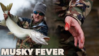 Musky Fever Fly Fishing an Apex Predator [upl. by Kalikow]