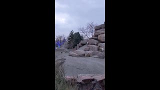 Rocky Mountain Bighorn Sheep Zoomies [upl. by Llohcin141]