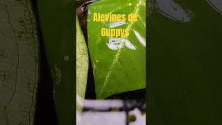 Alevines de Guppys plantas jardin pezguppy acuicultura guppy [upl. by Nivad385]