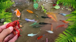 fish tenk full setup  aquarium palnte setup  fish tenk safai viral viralvideo vlog funny [upl. by Scurlock]