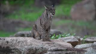 Iberian Lynx [upl. by Fem]