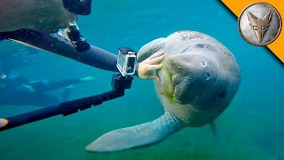 Manatees LOVE Video Cameras [upl. by Airahcaz630]