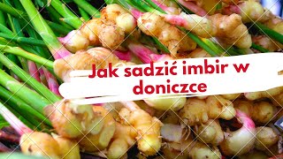 Jak sadzić imbir Jak uprawiać imbir w doniczce [upl. by Connel]