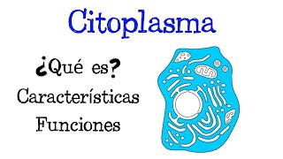 🔴 Cómo FUNCIONA la MEMBRANA CELULAR el CITOPLASMA y el NÚCLEO 🧬Célula Eucariota [upl. by Plato251]