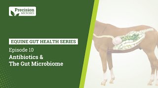 Equine Gut Health Series  EP10 Antibiotics and The Gut Microbiome [upl. by Efren465]