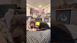 dog on season🤪 foryou shorts youtubeshorts [upl. by Jp]