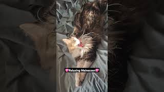 Maincoon kitten naptime🐈‍⬛💖 cute funny comedy animals cat fyp foryou shortvideo shorts fy [upl. by Nuahsal269]