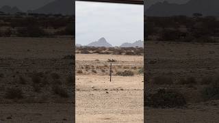 Aufbruch Richtung Norden vorbei an der Spitzkoppe bei 40°C🥵 namibia namibia2023 spitzkoppe [upl. by Ainoz]