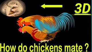 How do chickens mate  reproduce？Chicken Embryo Development  3D Animation [upl. by Darby53]