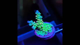 Acropora Tenuis Multicolor [upl. by Cordy353]