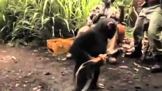 Chimp With A Gun AK  47  Must Watchavi [upl. by Hgielhsa]