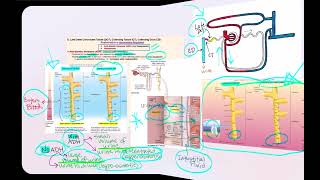 Lecture Video 9 Physiology of the Urinary System Part 2 [upl. by Worsham647]