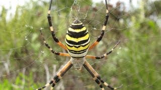 Ragno Vespa  Argiope bruennichi [upl. by Ahsimek]