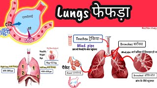 फेफड़े काम कैसे करते हैं unki sanrachana lungs in hindi structure and function of lungs in hindi [upl. by Schmitz]