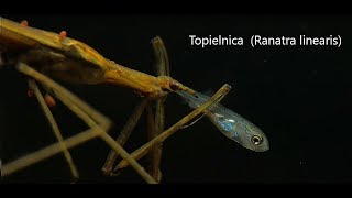 Topielnica Ranatra linearis Needle bug [upl. by Ronnoc879]