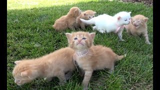 Si Meong Kucing Lucu  Funny Cats and Kittens Meowing [upl. by Atteugram]