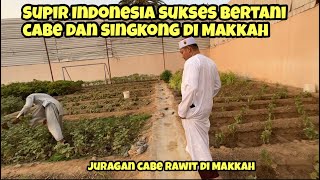 SUPIR INDONESIA SUKSES BERTANI CABE DI MAKKAH JADI JURAGAN CABE [upl. by Elana]