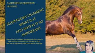 THE SUSPENSORY LIGAMENT AND APPARATUS  Why so Important [upl. by Eetsim]