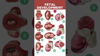 Fetal Development week by week  Embryo development  Baby growing in womb [upl. by Cappello]